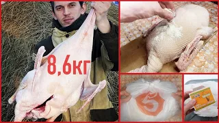 ЗАБОЙ ОГРОМНЫХ ГУСЕЙ! 7 ЛАЙФХАКОВ.