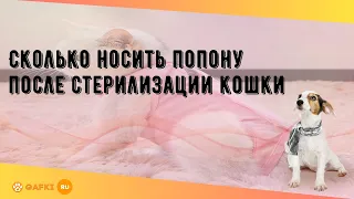 Сколько носить попону после стерилизации кошки