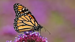 A Tour of the Gateway Garden at Matthaei Botanical Gardens