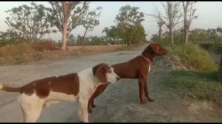 Dogs Funny Videos || New Dog Videos In Village Life 2023