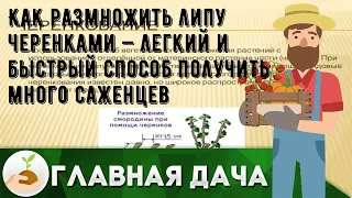 Как размножить липу черенками — легкий и быстрый способ получить много саженцев