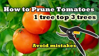 How to Prune Tomatoes for Maximum Yield, 1 tree top 3 trees, Avoid mistakes