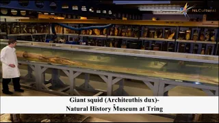 Giant squid Architeuthis dux at The Natural History Museum at Tring