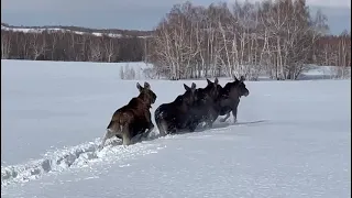 Пять лосей по глубокому снегу