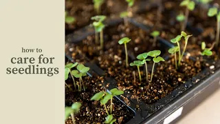 How to Care for Seedlings (For the Garden)