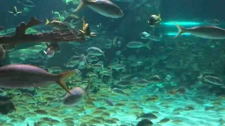 2018 - 7 - Ripley's Aquarium