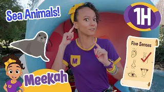 Meekah's Great Giant Sea Animal Adventure! | 1 HOUR OF MEEKAH! | Educational Videos for Kids