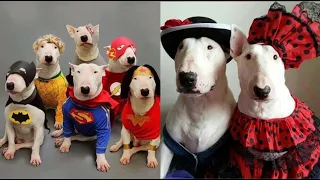 Funniest Bull Terrier Videos | Cutest Bull Terrier Ever