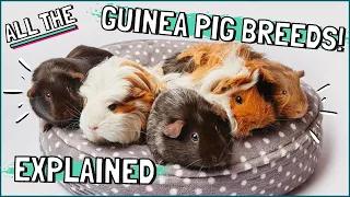 Guinea Pig Breeds Explained! Which Breed Are Your Guinea Pigs?