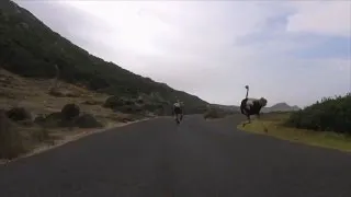 Watch a Huge Ostrich Chase a Cyclist Riding Over 30 Mph