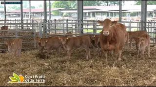 Limousine: Vacche nutrici in pianura Padana