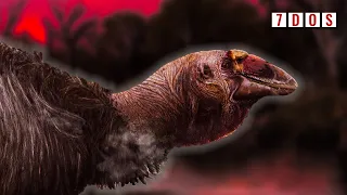 The New Look of Prehistoric Australia’s ‘Thunder Birds’ | 7 Days of Science