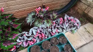 Rex Begonia Propagation Day