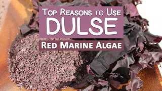 Top Reasons to Use Dulse Seaweed, Why It's Our Favorite