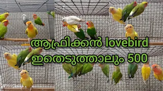 ആഫ്രിക്കൻ lovebird ഇതെടുത്താലും 500 രൂപ. #petslover #bird #birdlover #kerala #reals #lovebird