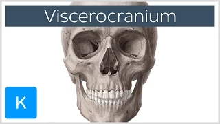 Bones of the Viscerocranium - Human Anatomy | Kenhub