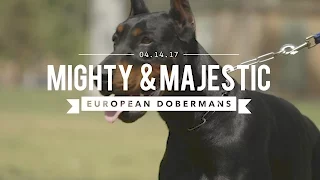 THE EUROPEAN DOBERMAN PINSCHER: MIGHTY & MAJESTIC