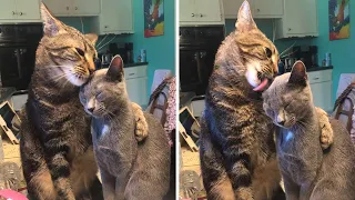 Shy Stray Cat Sees Kittens Inside House And Falls Head Over Heels For Them