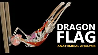 The Dragon Flag | Anatomical analysis