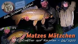 Matze Koch: Endlich wieder Karpfen! - Matzes Mätzchen 06-2022