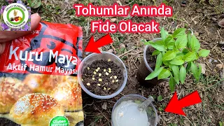 Hamur Mayası Tohumları Deli Gibi Coşturuyor🌱Tohumlar Hemen Fide Olacak🌱Doğal Tohum Kaplama