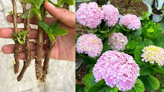 Wings of hydrangeas in the sand | Planting hydrangea flowers