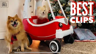 Funniest And Cutest Pomeranian Videos Compilation - 2020 Year in Review