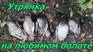 Утрянка на любимом болоте МЦ-21-12.Охота на утку с манками и чучелами.Duck hunt with decoys & calls