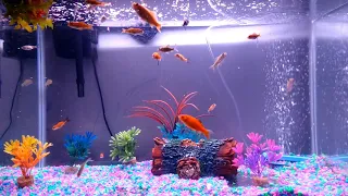 screen saver 30 minutes of gold fish tank