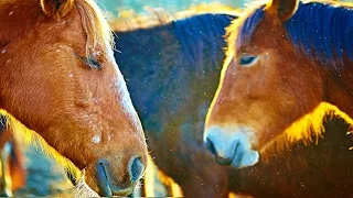 Can Horses Communicate? RIF 55