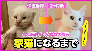 【感動】目が開いていない200gのボロボロの子猫が、幸せな家猫になるまでの2ヵ月間【子猫保護 まとめ】