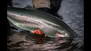 Love Catching Giant Rainbows?