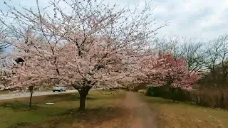 Branch Brook Park | 🌸 Cherry Blossoms 🌸 Spring 2022