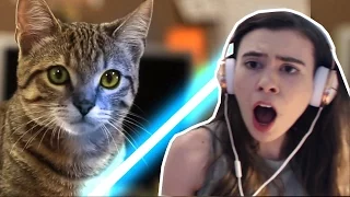 REACTING TO JEDI KITTENS!!!