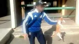 L'homme qui a maltraité un chat sur une vidéo sera jugé