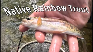 Morning Session for Brook Trout, Brown Trout and Native Rainbows
