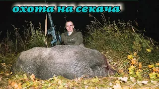 Охота на кабана с лабаза, нежданная гостья.