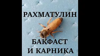 Рахматулин. Бакфаст и карника.