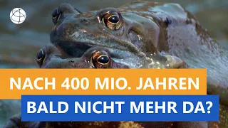 Was sind Amphibien? - Frage trifft Antwort | Planet Schule