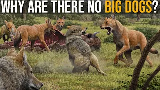 If There Are Big Cats, Why Are There No Big Dogs?