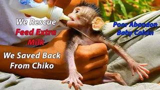 Breaking News : We Saved Back Poor Abandon Calvin From Chiko | We Rescue Feed Extra Milk To Calvin