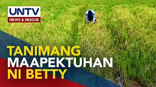 Higit 234k ektarya ng mais at palay, nanganganib bunsod ng Bagyong Betty — DA