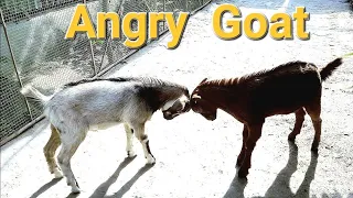 Goat vs Goat | Animal Attack Animal | One Goat goes Merciless | Predator vs prey | Winner vs Loser |