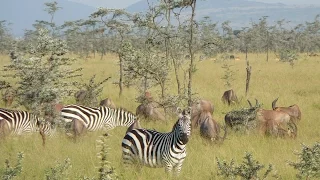 (Doku) Tansania - Vom Kilimandscharo in die Serengeti (HD)