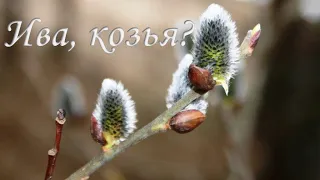 Ива 🌿 козья. Как определить эту иву зимой или ранней весной. (Salix caprea).