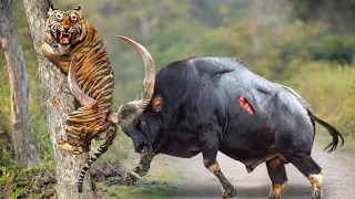 Poor Buffalo | Both Tiger, Lion, Leopard hunt together to eat meat - Wild Animal Fights