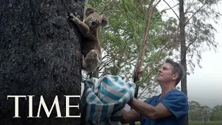 Australia  Bushfires: A Koala Who Was Treated For Burns  Returns To The Wild
