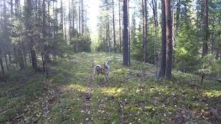 Собираю огромные белые грибы, и ведро волнушек для соленья. Еду домой на Уазике. 7 серя.