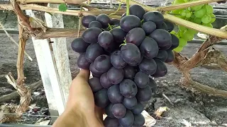 Матадор, Торнадо, Эверест -супер виноград.