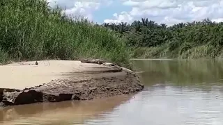 Borneo - Crocodile ( Kinabatangan River )